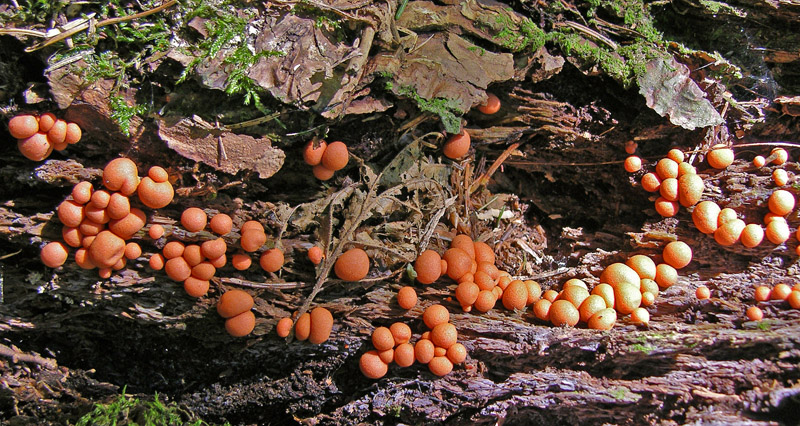 Lycogala epidendrum (J.C. Buxb. ex L.) Fr.(PROVA)